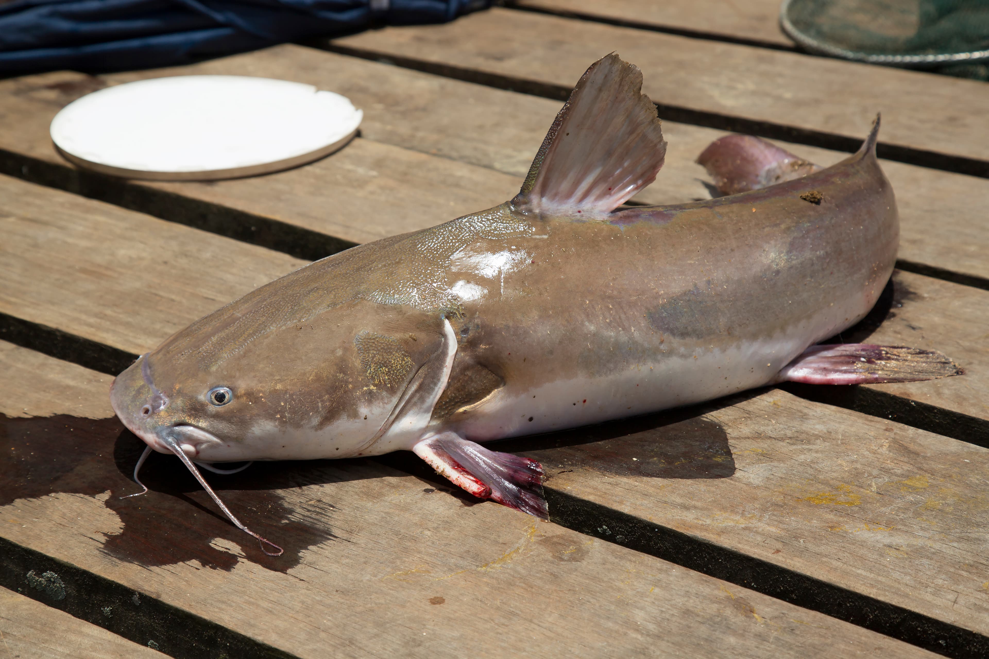 Pescare siluri: tecniche, esche e consigli delle guide professionali